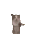 Cat jump